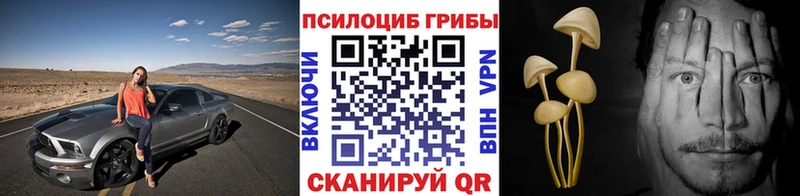 как найти закладки  Ковров  Псилоцибиновые грибы Psilocybe 